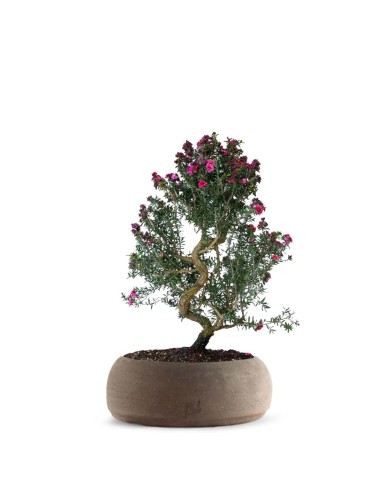 Leptospermum bonsai Leptospermum bonsai