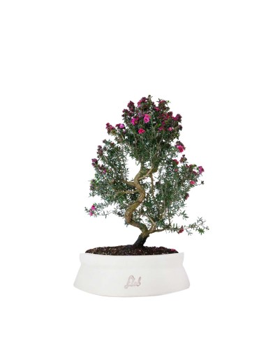 Leptospermum bonsai 10 anni Leptospermum bonsai 10 anni