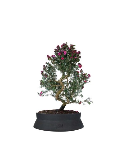 Leptospermum bonsai 10 anni Leptospermum bonsai 10 anni