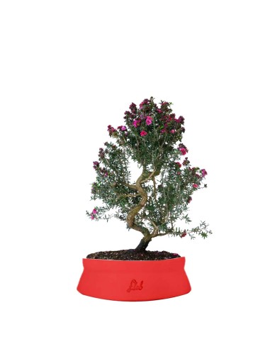 Leptospermum bonsai Leptospermum bonsai
