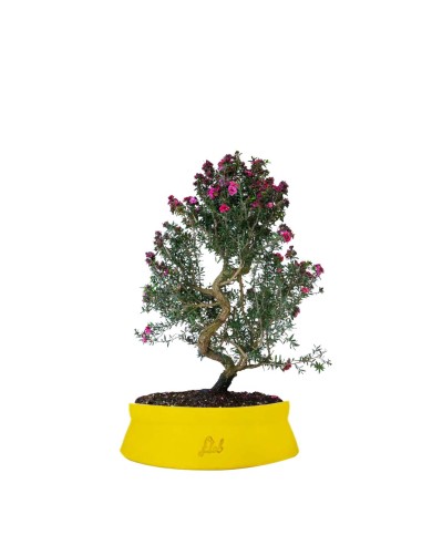 Leptospermum bonsai 10 anni Leptospermum bonsai 10 anni