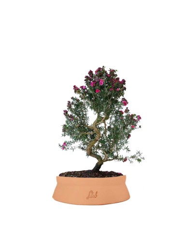 Leptospermum bonsai Leptospermum bonsai
