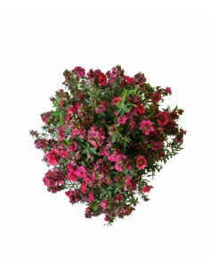 Leptospermum bonsai 10 anni 2