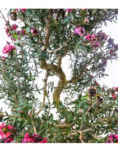 Leptospermum bonsai Leptospermum bonsai
