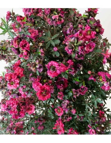 Leptospermum bonsai Leptospermum bonsai