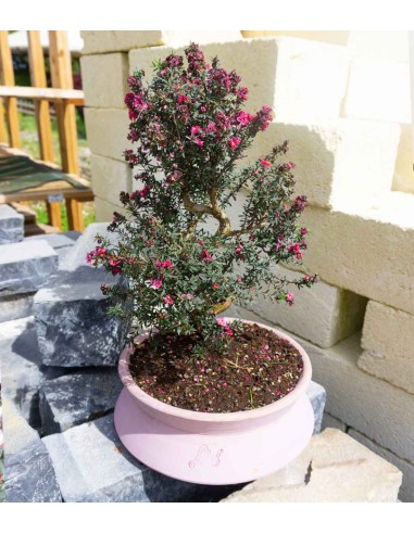 Leptospermum bonsai 10 anni Leptospermum bonsai 10 anni