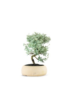 Coprosma Bonsai 7 anni