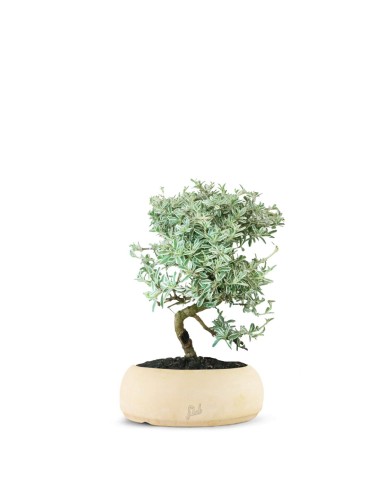 Coprosma Bonsai 7 anni Coprosma Bonsai 7 anni