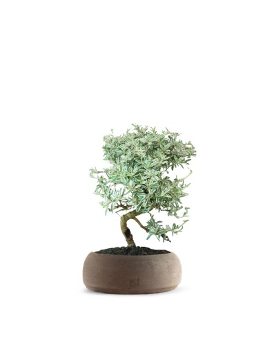 Coprosma Bonsai 7 anni Coprosma Bonsai 7 anni