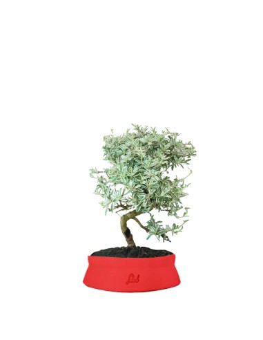 Coprosma Bonsai 7 anni Coprosma Bonsai 7 anni