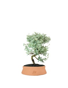 Coprosma Bonsai 7 anni 2