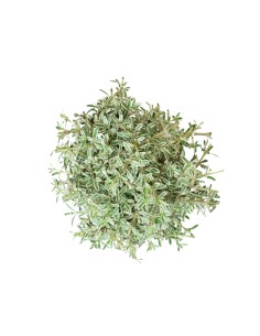 Coprosma Bonsai 7 anni 2