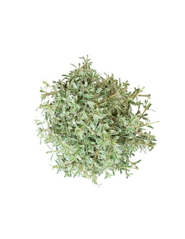 Coprosma Bonsai 7 anni Coprosma Bonsai 7 anni