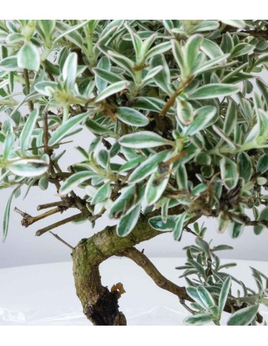 Coprosma Bonsai 7 anni Coprosma Bonsai 7 anni