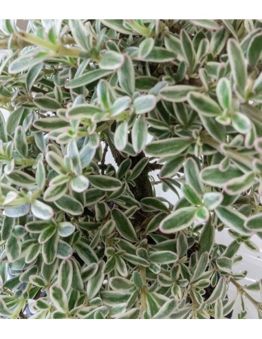 Coprosma Bonsai 7 anni Coprosma Bonsai 7 anni