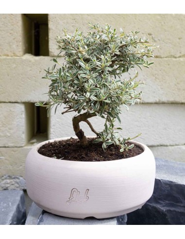 Coprosma Bonsai 7 anni Coprosma Bonsai 7 anni