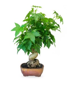 Liquidambar Bonsai...
