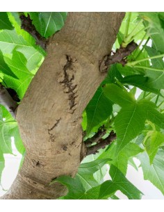 Liquidambar Bonsai... 2