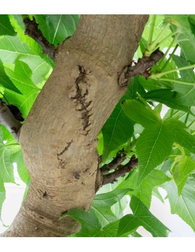 Liquidambar Bonsai esemplare 18 anni Liquidambar Bonsai esemplare 18 anni