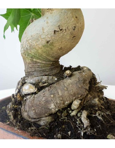 Liquidambar Bonsai esemplare 18 anni Liquidambar Bonsai esemplare 18 anni