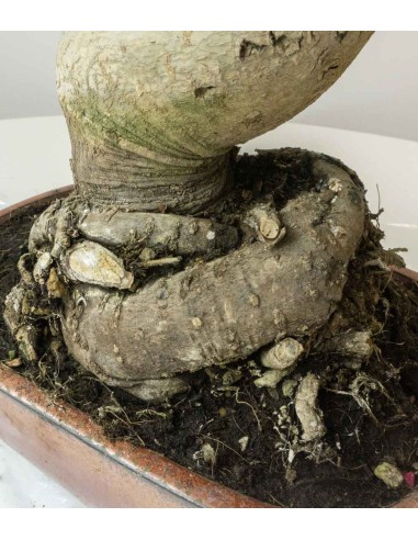 Liquidambar Bonsai esemplare 18 anni Liquidambar Bonsai esemplare 18 anni