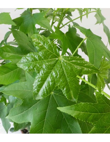 Liquidambar Bonsai esemplare 18 anni Liquidambar Bonsai esemplare 18 anni