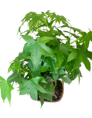 Liquidambar Bonsai esemplare 18 anni Liquidambar Bonsai esemplare 18 anni