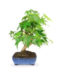 Liquidambar Bonsai...