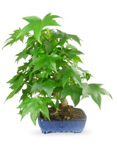 Liquidambar Bonsai... 2