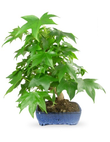 Liquidambar Bonsai esemplare 13 anni Liquidambar Bonsai esemplare 13 anni