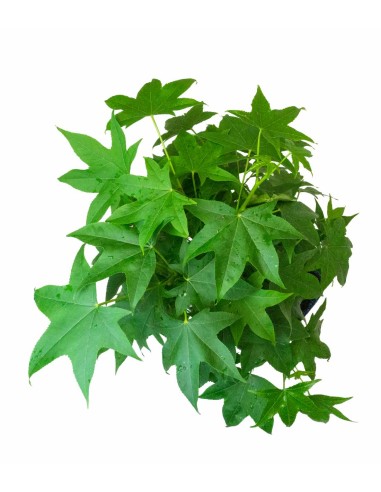 Liquidambar Bonsai esemplare 13 anni Liquidambar Bonsai esemplare 13 anni