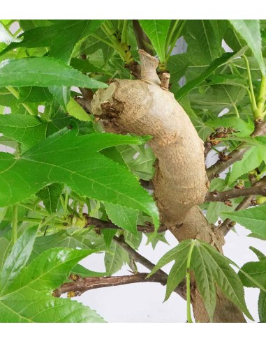 Liquidambar Bonsai esemplare 13 anni Liquidambar Bonsai esemplare 13 anni