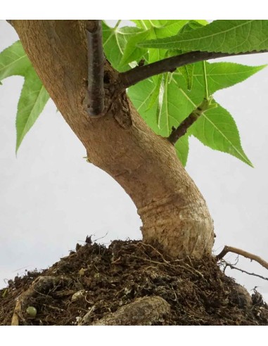 Liquidambar Bonsai esemplare 13 anni Liquidambar Bonsai esemplare 13 anni