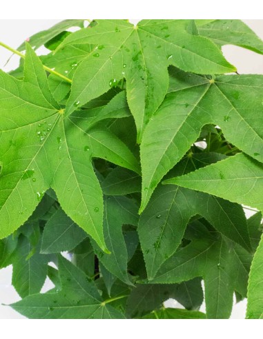 Liquidambar Bonsai esemplare 13 anni Liquidambar Bonsai esemplare 13 anni