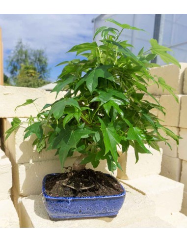 Liquidambar Bonsai esemplare 13 anni Liquidambar Bonsai esemplare 13 anni