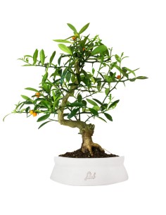 Citrus Kinzu Esemplare 1.... 2