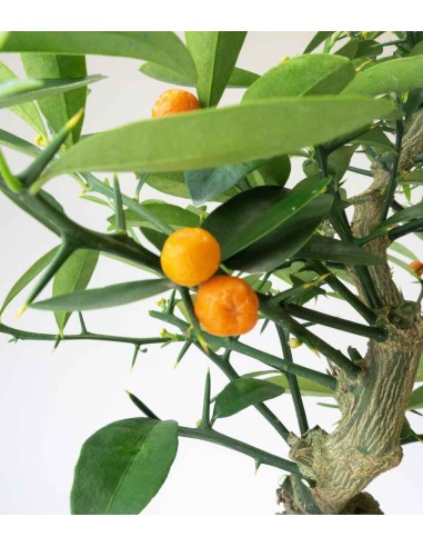 Citrus Kinzu Esemplare 1. 17 anni