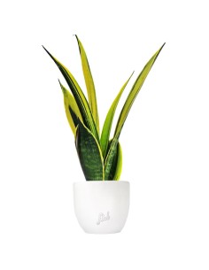 Sansevieria "Golden Flame"