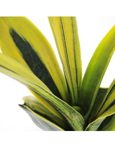 Sansevieria "Golden Flame" 2