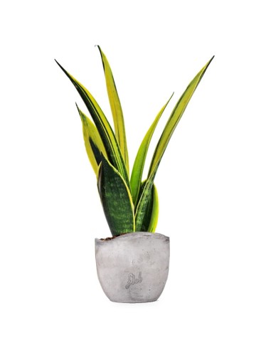 Sansevieria "Golden Flame"