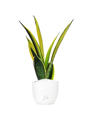 Sansevieria "Golden Flame"