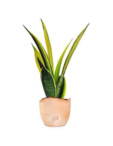 Sansevieria "Golden Flame"