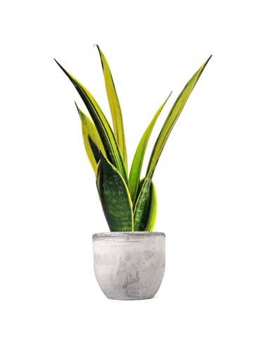 Sansevieria "Golden Flame"