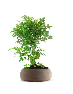 Frassino Bonsai 9 anni