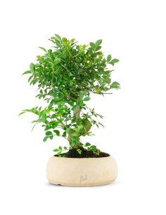 Frassino Bonsai 9 anni 2