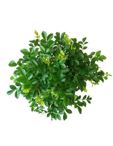 Frassino Bonsai 9 anni Frassino Bonsai 9 anni