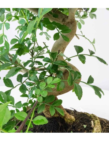 Frassino Bonsai 9 anni Frassino Bonsai 9 anni