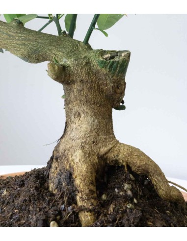 Citrus Kinzu Esemplare 1. 17 anni