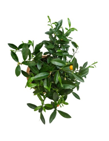 Citrus Kinzu 12 anni