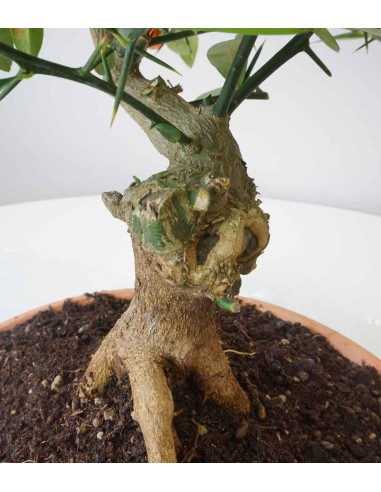 Citrus Kinzu 12 anni